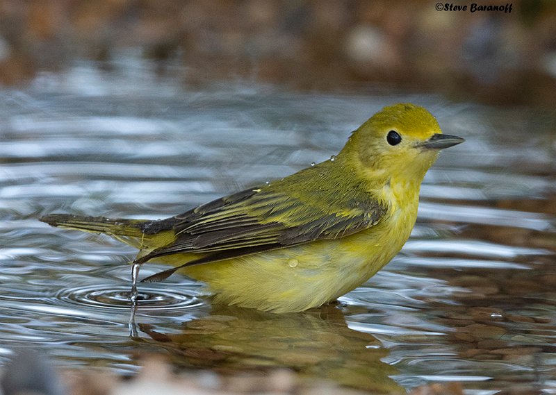 _B234851 Yellow warbler female.jpg